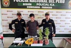 Pisco: detienen a sujeto por presunto cultivo ilegal de marihuana en macetas