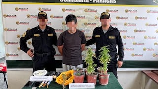 Pisco: detienen a sujeto por presunto cultivo ilegal de marihuana en macetas