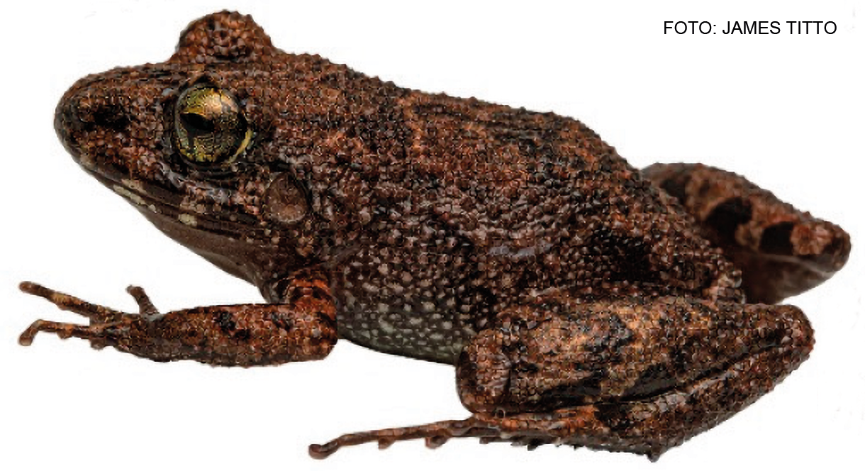 La Oreobates azulensis fue identificada en Huánuco y presenta diferencias morfológicas y genéticas respecto de otras especies conocidas.