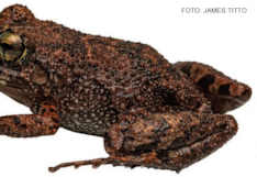 Descubren nueva especie de rana en la zona de amortiguamiento de la Cordillera Azul