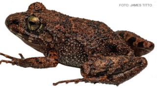Descubren nueva especie de rana en la zona de amortiguamiento de la Cordillera Azul