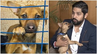 Hincha peruano regresó a Rusia tras el Mundial para adoptar a un perrito callejero (FOTO y VIDEO)