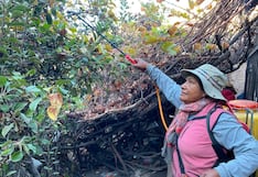 Arequipa: Entregan 30 litros de insecticida para combatir la mosca de la fruta en Ayo