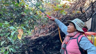 Arequipa: Entregan 30 litros de insecticida para combatir la mosca de la fruta en Ayo