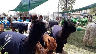 Impulsarán apertura de  camales para beneficiar alpacas