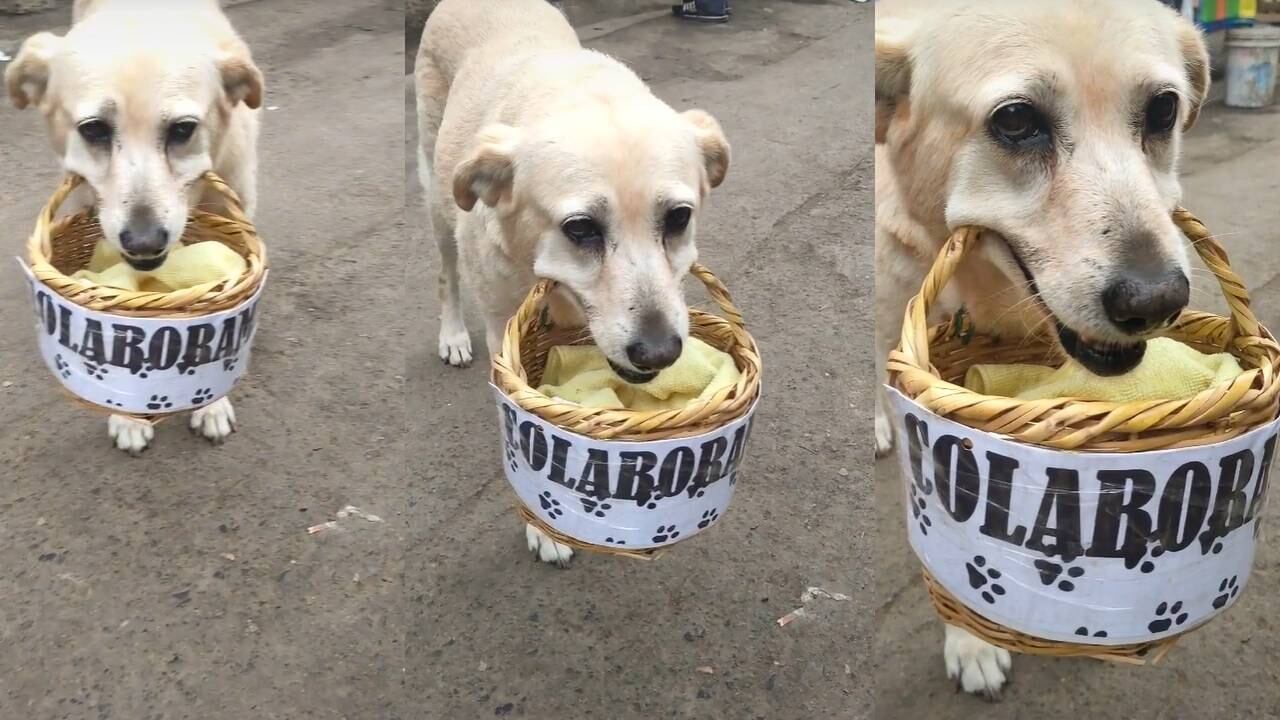 Perrita lleva la canasta en el hocico para vender caramelos. (Foto: composición EC)