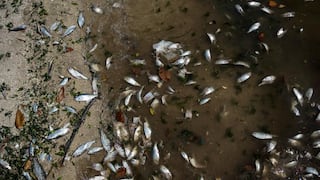 Brasil: toneladas de peces muertos intrigan a científicos