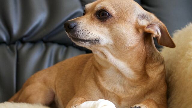 Asegura que “ojearon” a su perrita tras sacarla a la calle y le pasa el huevo