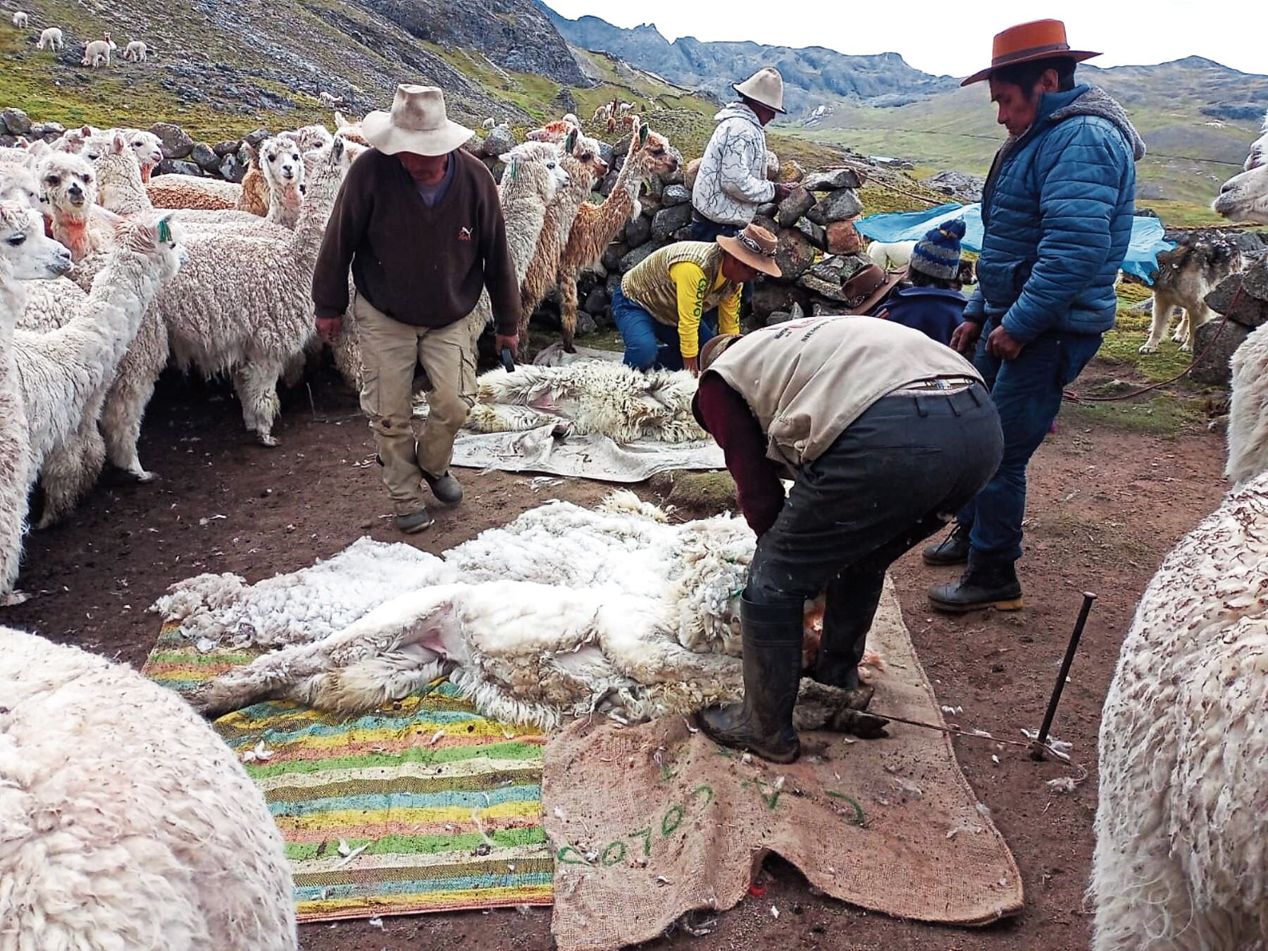 Es uno de los mejores insumos para elaborar prendas muy selectivas. (Foto: GEC)