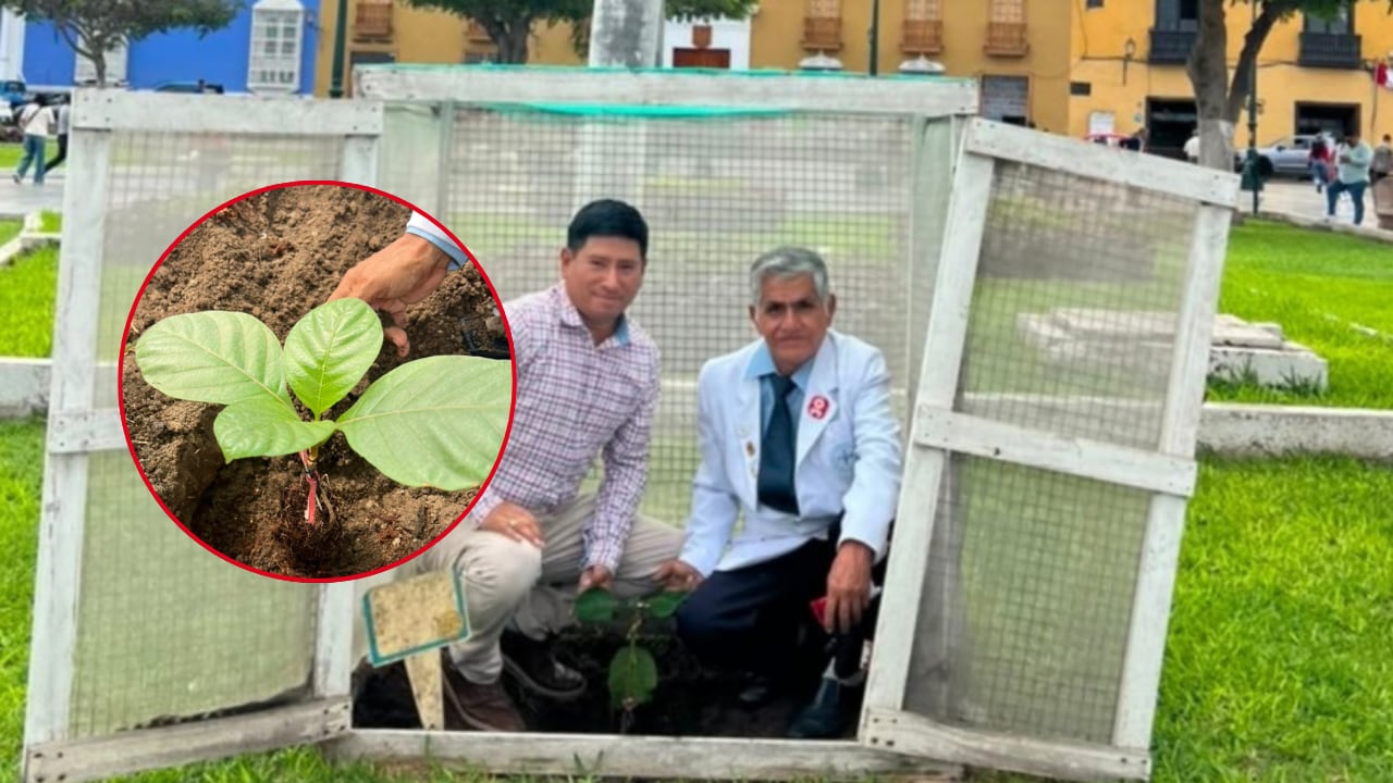 Trujillo apuesta por la preservación del árbol de la quina con nuevas siembras.