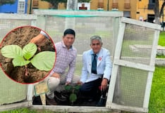 Fiestas Patrias: Siembran tres nuevas especies de árbol de la quina en la Plaza de Armas de Trujillo