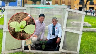 Fiestas Patrias: Siembran tres nuevas especies de árbol de la quina en la Plaza de Armas de Trujillo