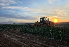 Destruyen 100 hectáreas de cultivos de cochinilla en Arequipa