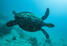 América Latina y el Caribe registran una pérdida del 95% de poblaciones de vida silvestre en las últimas décadas