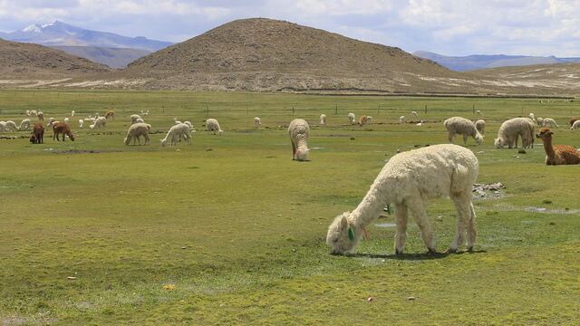 Hoy arranca Alpaca Fiesta en Cerro Juli