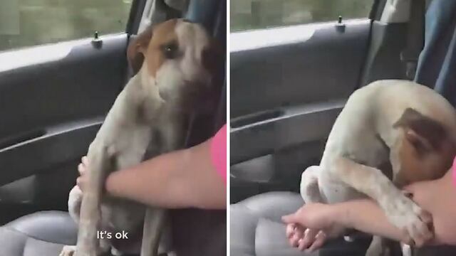 Gesto de agradecimiento de un perro rescatado conmueve en redes sociales (VÍDEO)