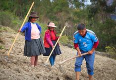 Cusco da inicio a la siembra de 1 900 hectáreas de pastos mejorados (FOTOS)