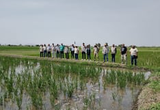 Lambayeque: Productores de arroz alistan protestas contra el Ejecutivo por pérdidas