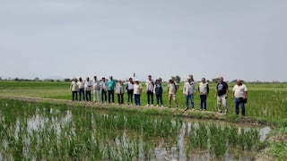 Lambayeque: Productores de arroz alistan protestas contra el Ejecutivo por pérdidas