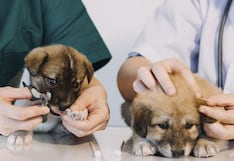 Mascotas en Perú: ubicación y atención veterinaria son nuevas prioridades de las familias