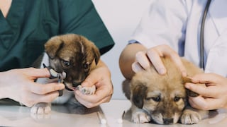 Mascotas en Perú: ubicación y atención veterinaria son nuevas prioridades de las familias
