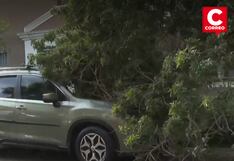 Lince: Familia se salvó de morir aplastada tras caída de árbol sobre camioneta