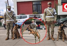Junín: Entrenan primera brigada canina especializada en rescate y búsqueda de víctimas durante desastres (FOTOS)