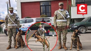 Junín: Entrenan primera brigada canina especializada en rescate y búsqueda de víctimas durante desastres (FOTOS)