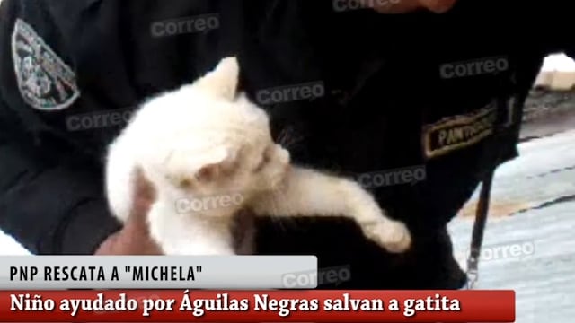 Niño y PNP rescatan a gatita atrapada entre dos paredes (VIDEO)