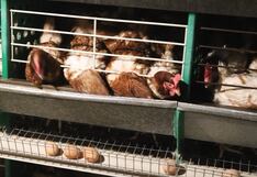 Daniela Sarfati alza la voz por el sufrimiento silencioso de gallinas ponedoras enjauladas