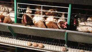 Daniela Sarfati alza la voz por el sufrimiento silencioso de gallinas ponedoras enjauladas