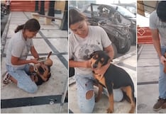 Marcona: familia se reencuentra con su perro Zeus tras dos meses de intensa búsqueda