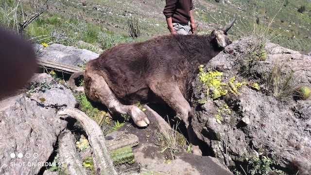 Sismo en Arequipa: Dos toros mueren aplastados por rocas en Pinchollo