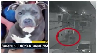 ​Callao: Sujetos roban perro y extorsionan a sus dueños para devolverlo (VIDEO)