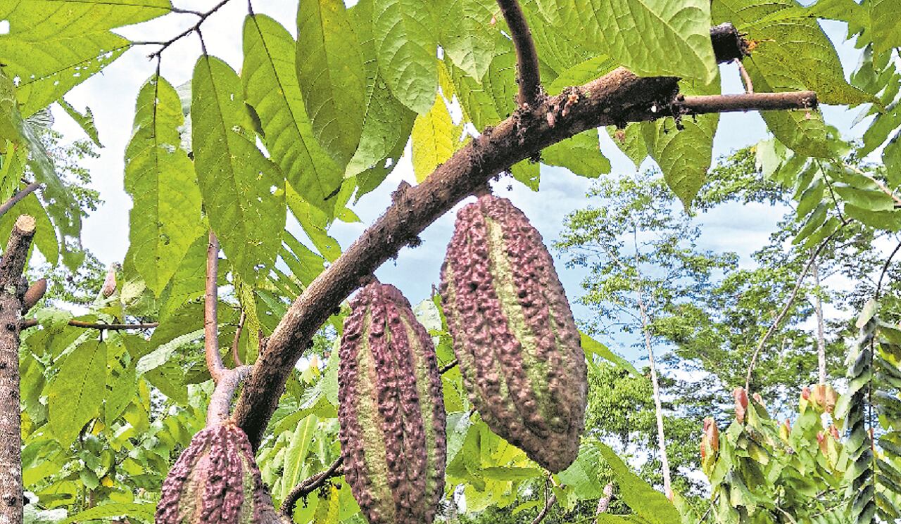 Chocolate, de la hoja a la tableta