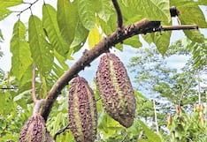 Chocolate, de la hoja a la tableta