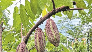 Chocolate, de la hoja a la tableta
