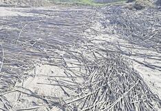 La Libertad: Confirman graves daños a totorales de Huanchaco