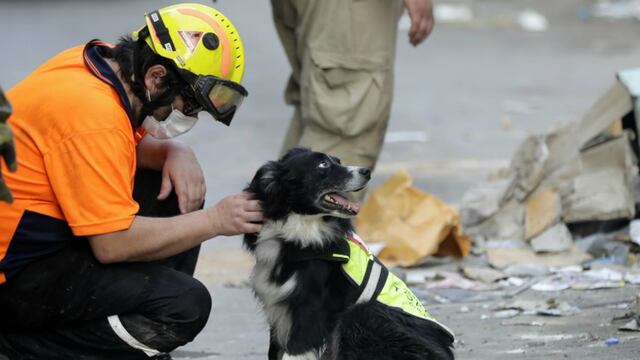 Flash, el perro que alertó de posibles sobrevivientes tras un mes de la explosión en Beirut