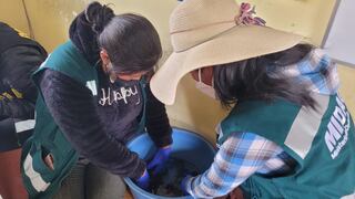 Juliaca: rescatan a ranas gigantes del Titicaca en puesto naturista