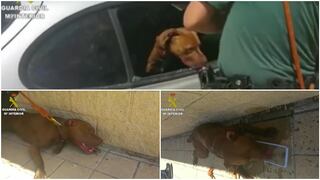 Perro casi muere asfixiado hasta que la policía lo rescató [VÍDEO]