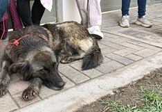 Médico veterinario Paula Pautrat: “El 30% de canes en El Tambo son abandonados en la calle”