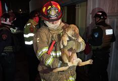 Incendio en Arequipa: Vivienda y taller destruidos, pero salvan a mascotas