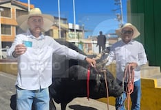 Elecciones presidenciales: agricultor llega a votar acompañado de un toro de pelea en Arequipa (VIDEO)