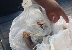 Hallan pescado en descomposición en restaurante de Pichanaqui