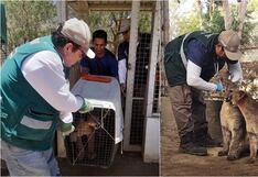 Ica: rescatan a dos cachorros de puma andino abandonados y los trasladan al zoológico municipal