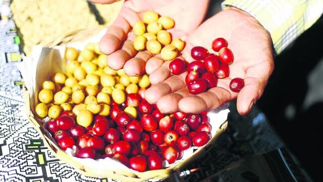 Producción de café se ha recuperado en un 20% para la cosecha