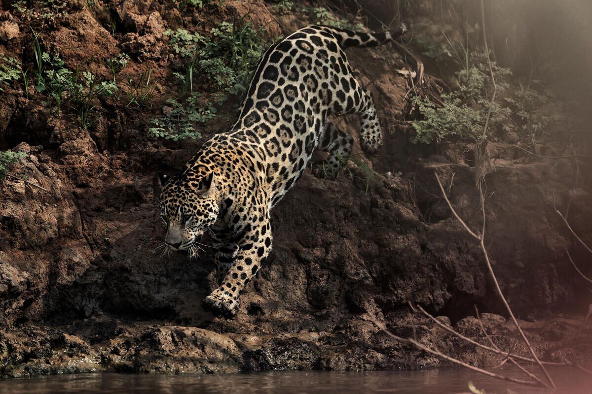 Madre de Dios: jaguar en peligro de extinción