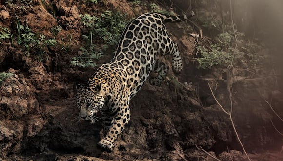 Madre de Dios: jaguar en peligro de extinción