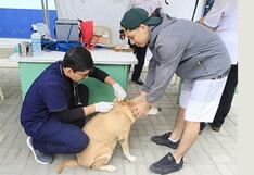 Piura: Continúa la vacunación contra la rabia en más de 189 mil perros de la región